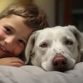 Best Practices For Reducing Dog And Cat Dander Allergies